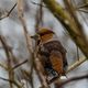 Hombre, ich Kernbeier im Winterdschungel, und  wen beit du? 