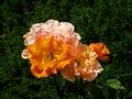 Rosen orange-rosa  mit Biene  von Ulrich Schlaugk