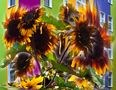    Sonnenblumen von Helmut Stelzner