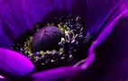 Anemone von DT-Fotografie