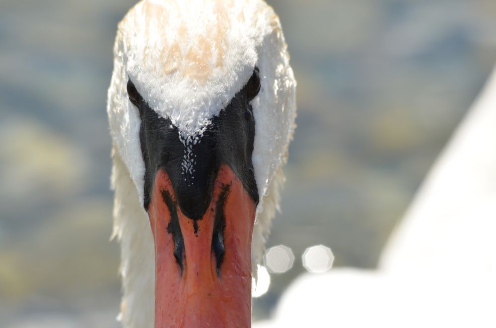 Auge in Auge von WernerSimon 