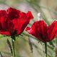 Roter Mohn