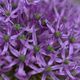 Allium Caerulea