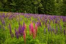 Summer meadow by Miloslav