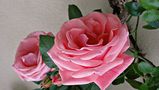 Rosen zum Sonntag by Rosetta4 