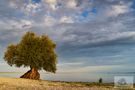 Silberweide am Bodensee von csb-photography