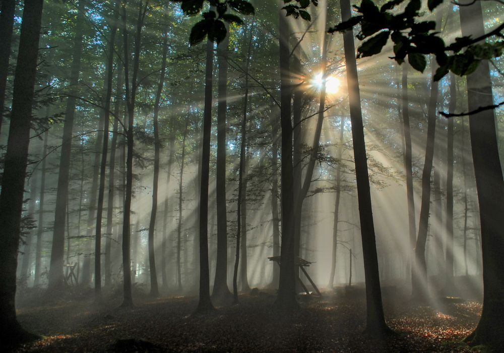 Im Wald von Martin Zürcher 