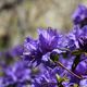 1. Besuch dieses Jahr im Botanischen Garten