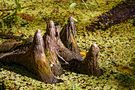 Cypress Knees_1 von Willy Brüchle