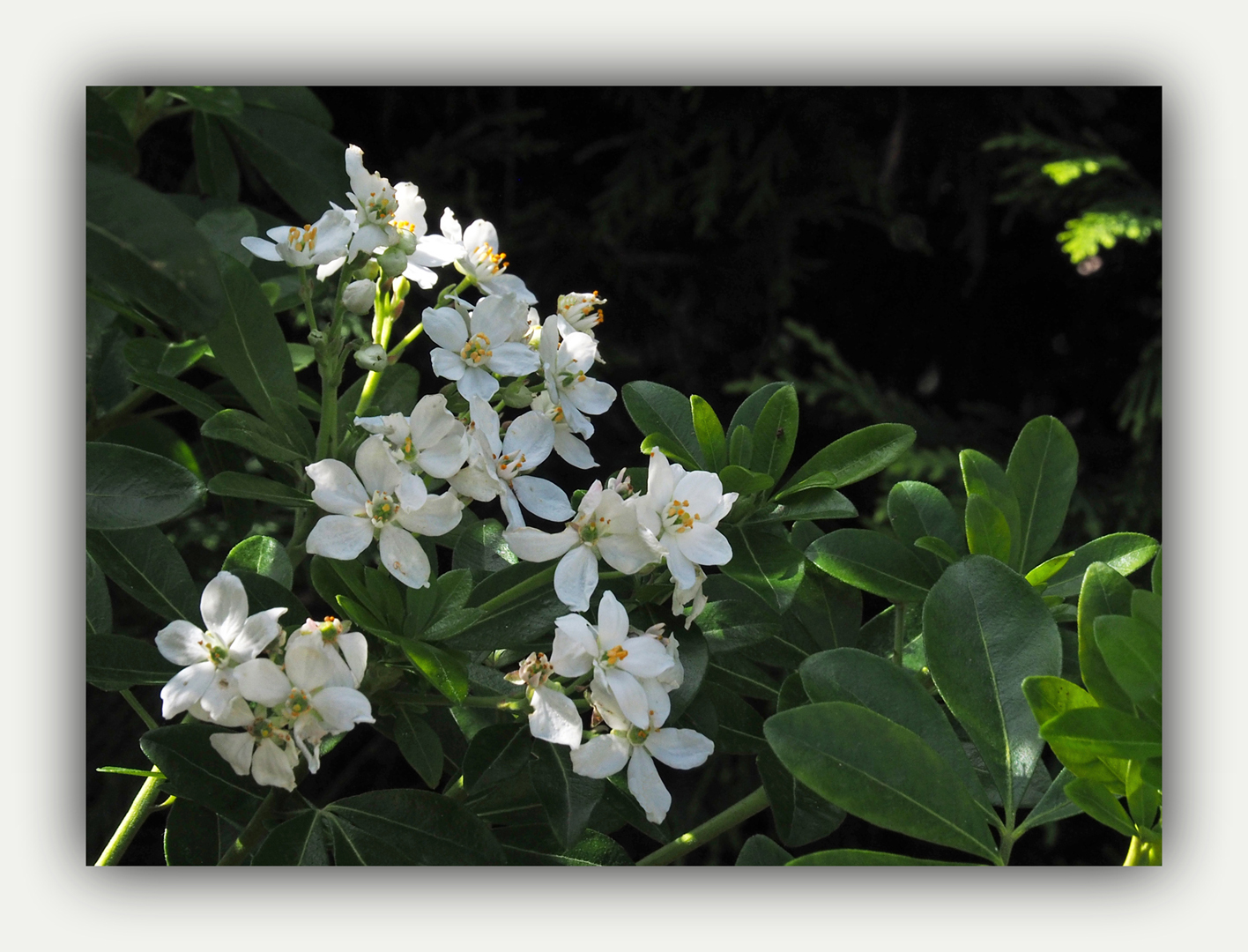 3ème floraison du choisya