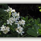 3ème floraison du choisya