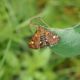 Goldznsler (Pyrausta aurata) im heimischen Garten