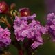 Lagerstroemia