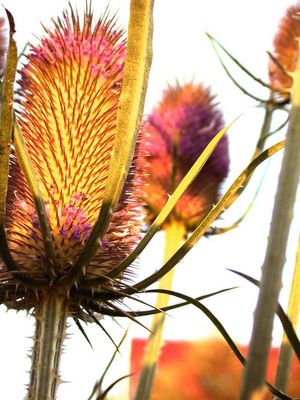 .....................