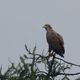 Nach dem starken Gewitter.. Seeadler, adult 