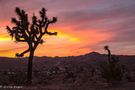 Joshua Tree