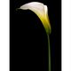 Calla IV