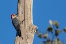 Red bellied Woodpecker by Daniela Friedrich