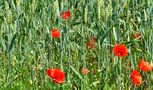 Les coquelicots... déjà by LOULOU44