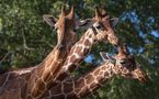 Trio (Giraffa reticulata, girafe réticulée) by macaire.chantal