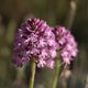 Anacamptis pyramidalis