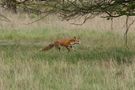 Fuchs auf der Wiese von photoSH