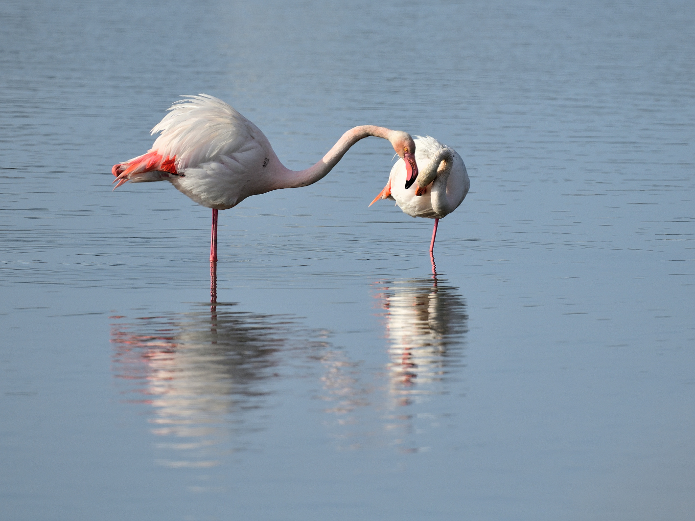 3_Flamingo-Yoga