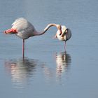 3_Flamingo-Yoga