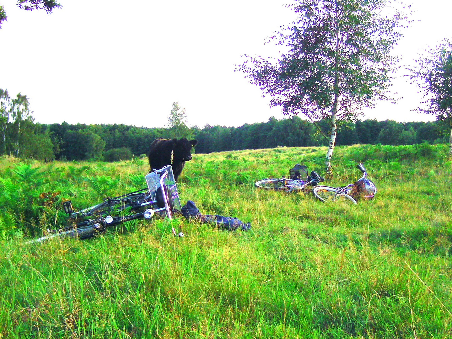 3Galloways überraschen uns beim Picknick