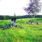 3Galloways überraschen uns beim Picknick