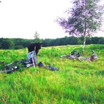 3Galloways überraschen uns beim Picknick