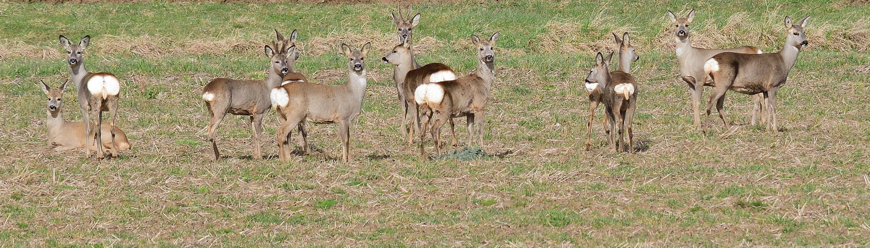 3_Großes Wildlifekino