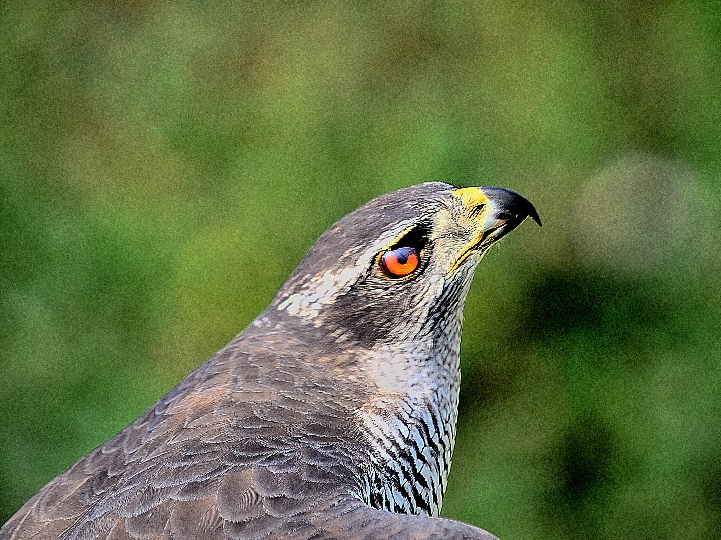 3_Habicht Porträt, hawk portrait, retrato de halcón