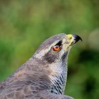 3_Habicht Porträt, hawk portrait, retrato de halcón