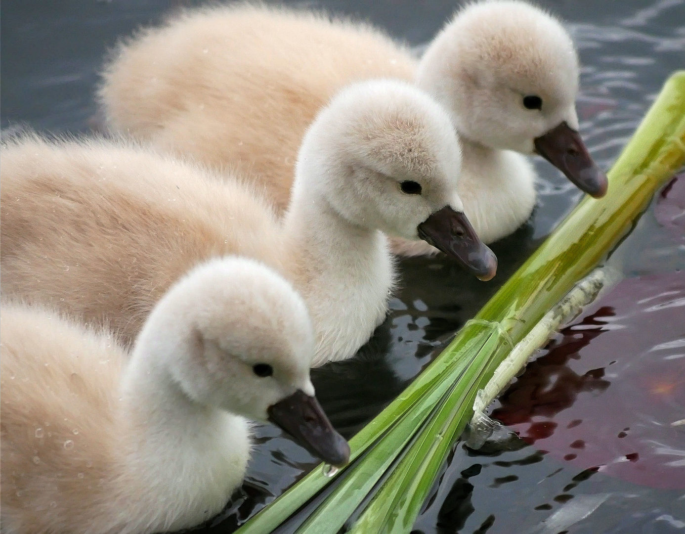 3Jungschwaene 