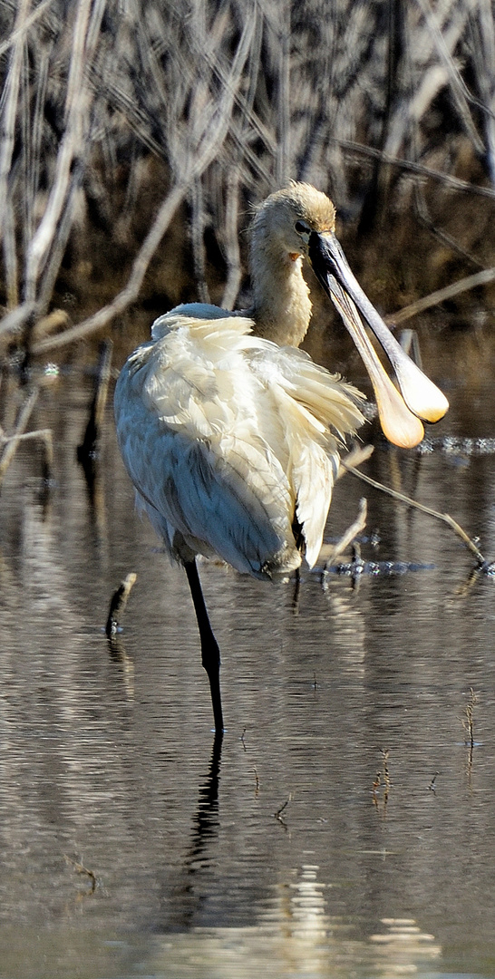 3_Löffler juvenil, (Platalea leucorodia), Eurasian spoonbill, espátula común