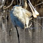 3_Löffler juvenil, (Platalea leucorodia), Eurasian spoonbill, espátula común