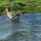  (3)Pfuhlschnepfe (Limosa lapponica) auf Futtersuche...