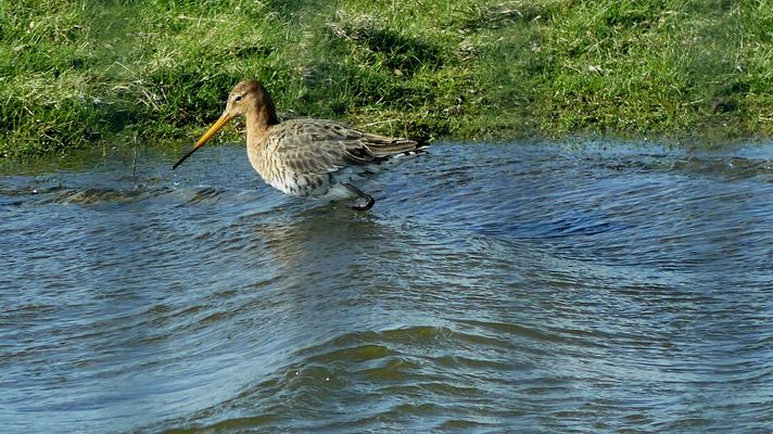  (3)Pfuhlschnepfe (Limosa lapponica) auf Futtersuche...