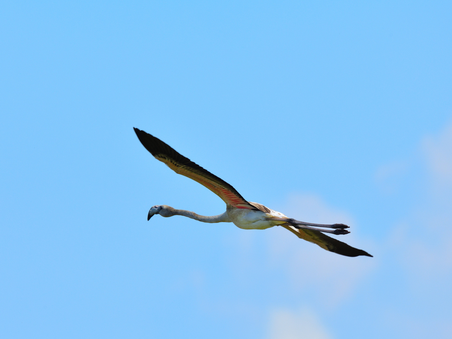 3_Rosaflamingo (Phoenicopterus roseus), greater flamingo, Flamenco común