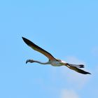 3_Rosaflamingo (Phoenicopterus roseus), greater flamingo, Flamenco común