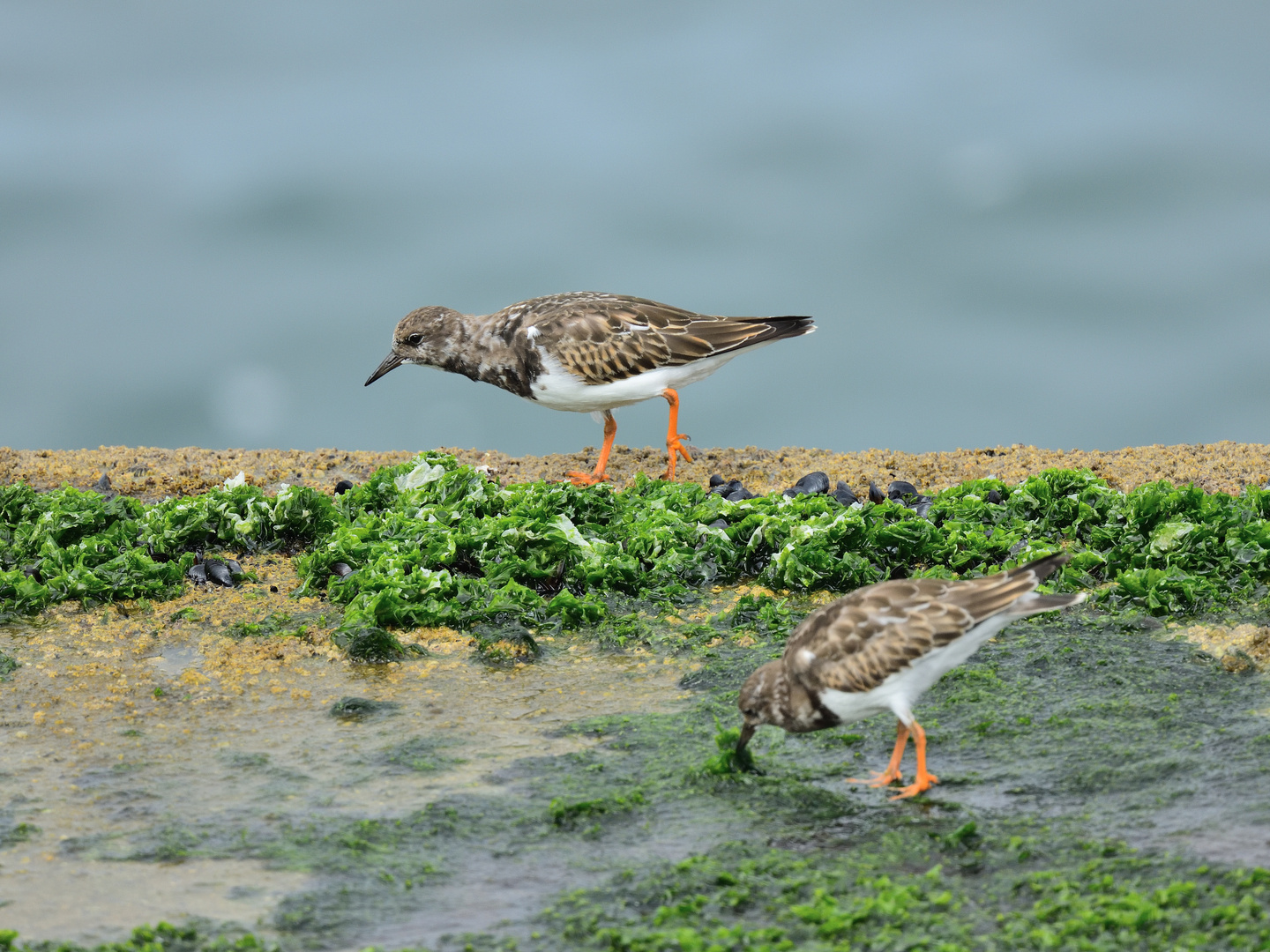 3_Steinwälzer, (Arenaria interpres), Ruddy turnstone, Vuelvepiedras común