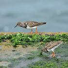 3_Steinwälzer, (Arenaria interpres), Ruddy turnstone, Vuelvepiedras común