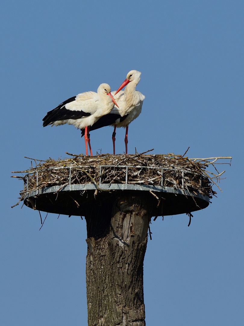 3_Storchenliebe, stork love, amor de cigueña