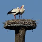 3_Storchenliebe, stork love, amor de cigueña