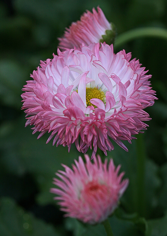 3Tausendschönchen