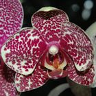 3te Phalaenopsis