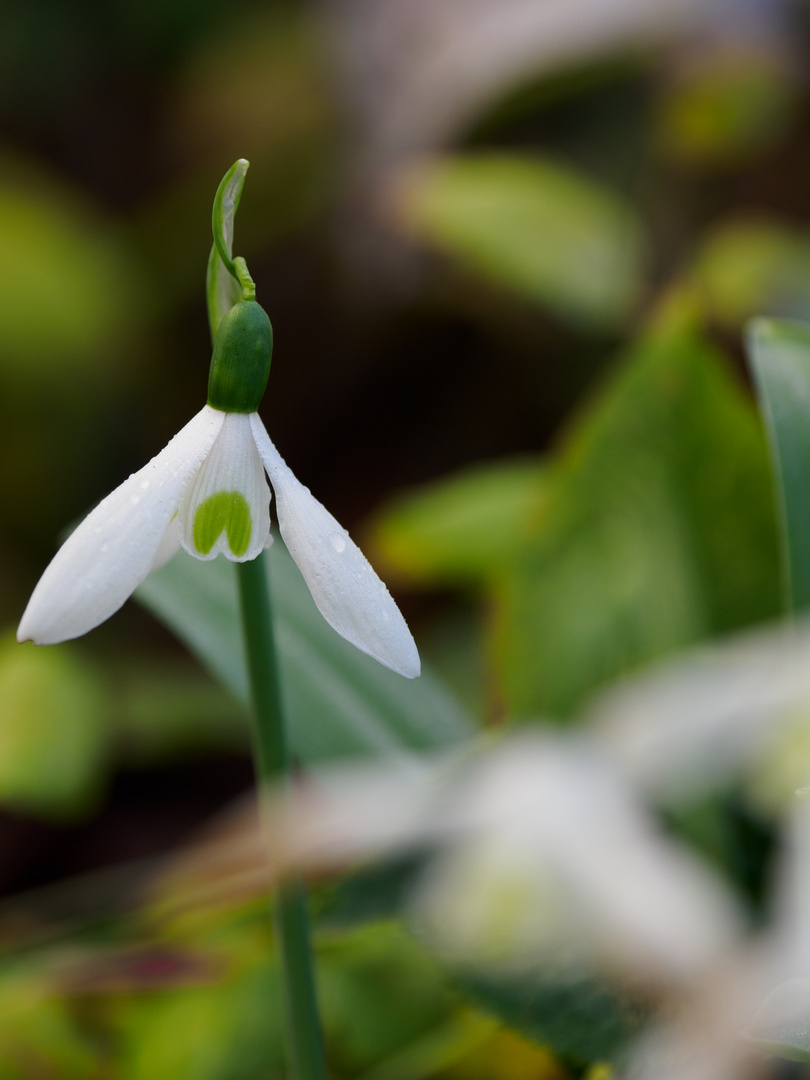 3ter Advent, etwas vor seiner Zeit