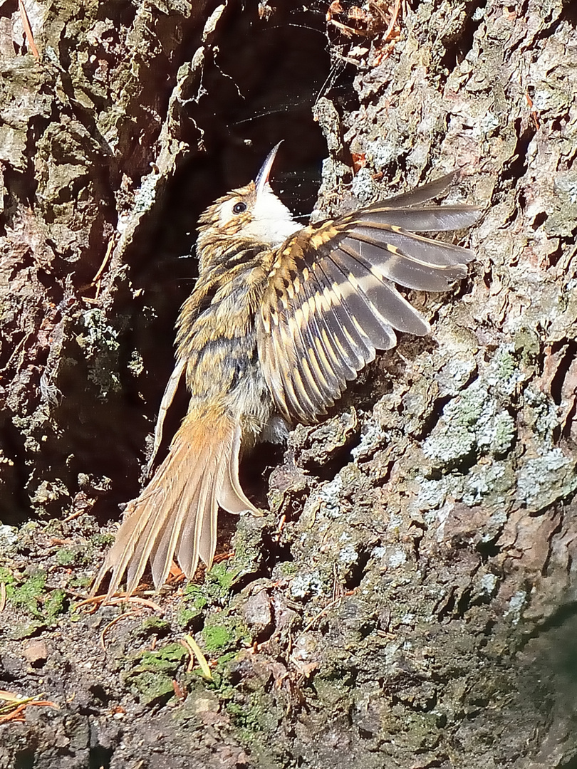 3_Waldbaumläufer juv. (Certhia familiaris), Eurasian treecreeper, Agateador norteño