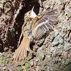 3_Waldbaumläufer juv. (Certhia familiaris), Eurasian treecreeper, Agateador norteño